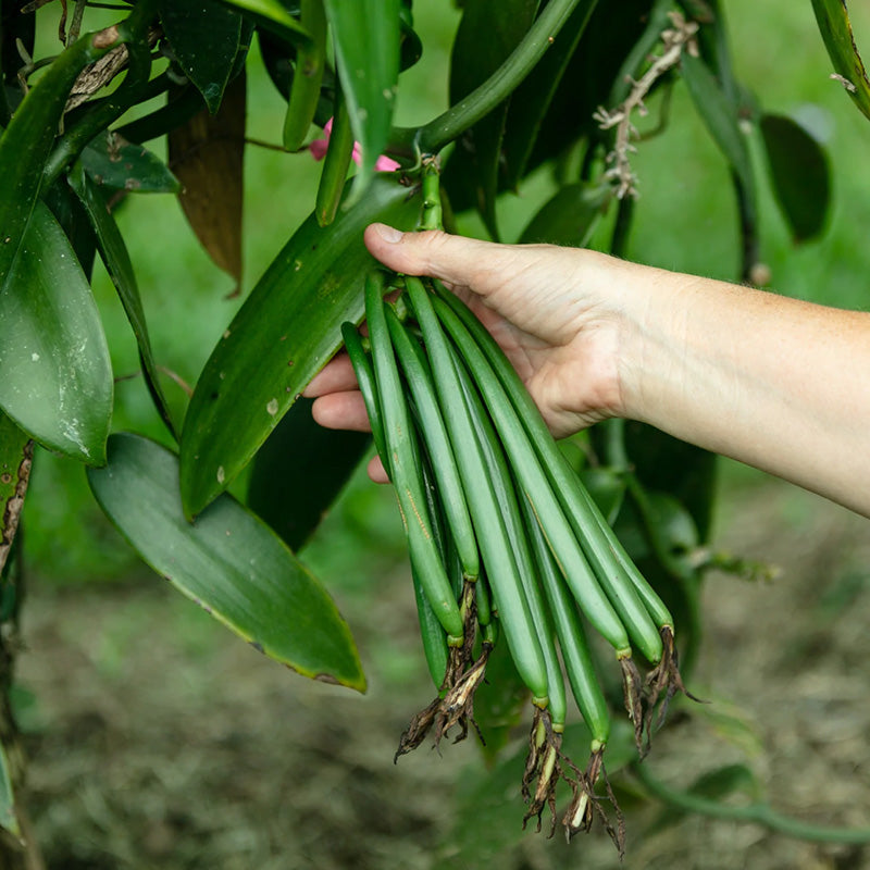 CULTIVATING VANILLA IN QUEENSLAND - AN INTERVIEW WITH GROWER FIONA GEORGE FROM BROKEN NOSE VANILLA